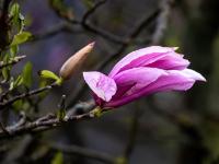 Magnolienblüte pink